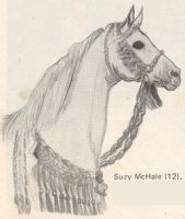 Arabian stallion