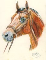 Horse’s head