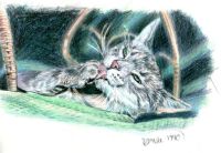 Relaxed cat