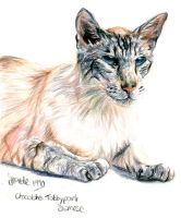 Tabbypoint Siamese
