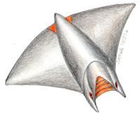 Female Cloak fin