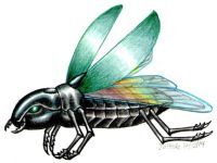 Male Rainbow Beetle