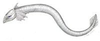 Female Silver Fish