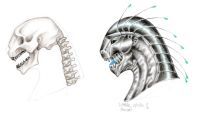 Dawn Hunter skull