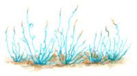 Spiral Grass