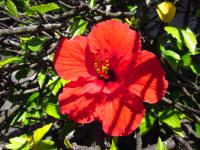 Red hibiscus