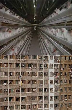 Battery hens and apartments