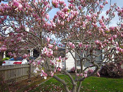 Magnolia