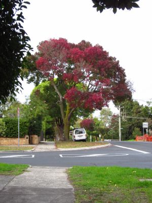 Claret Ash