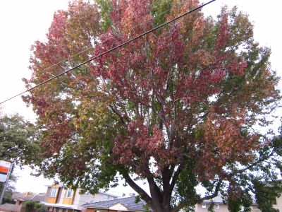Liquidambar