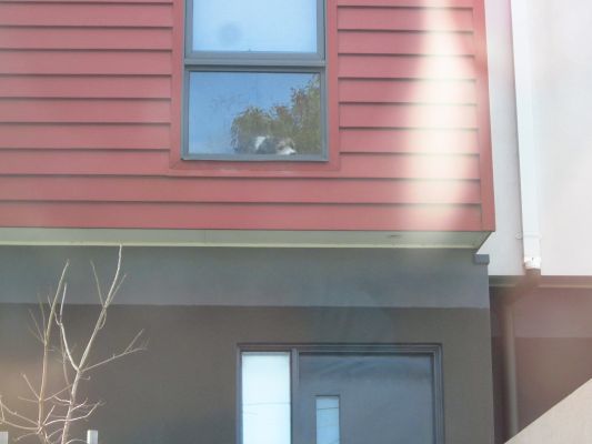 Dog in a window